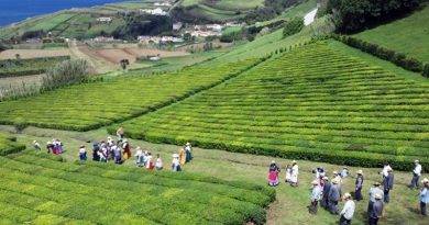 Trajes de apanhadores de chá - Açores