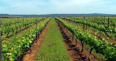 Vinhos do Alentejo - Vinhas e vinhedos