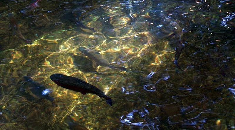 À truta os franceses chamam «perdiz de água doce»