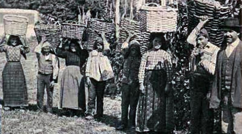 Uma vindima na Pesqueira (Douro)
