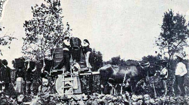 Os trabalhos da vindima (Bucelas - 1914)