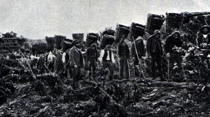 Vindimas na região dou Douro, em 1901